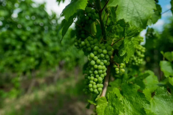 reseau-astria-alsace_nutrition-des-plantes_02 reseau-astria-alsace_nutrition-des-plantes_02