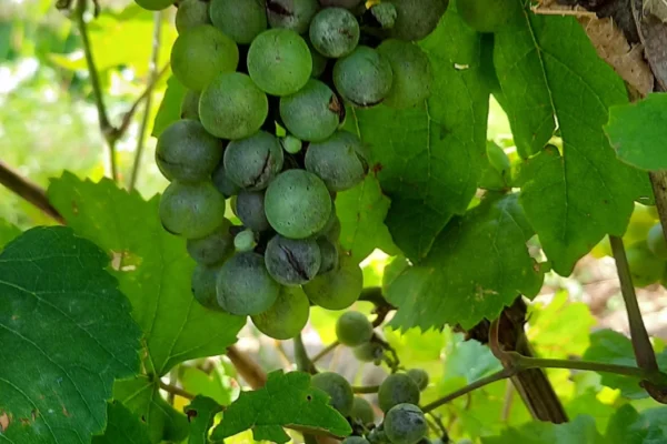 reseau-astria-alsace_protection-des-plantes_02 reseau-astria-alsace_protection-des-plantes_02