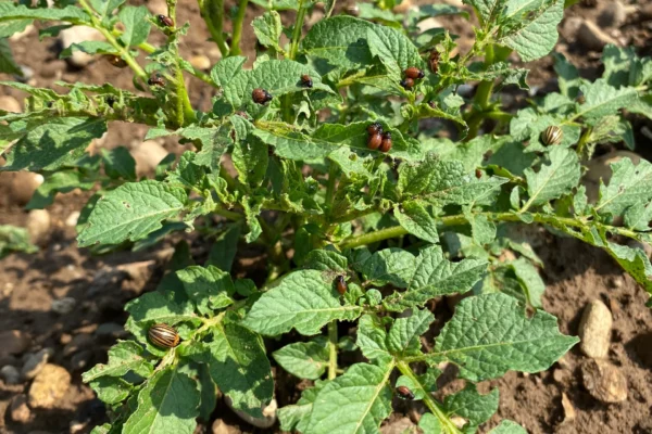 reseau-astria-alsace_protection-des-plantes_03 reseau-astria-alsace_protection-des-plantes_03