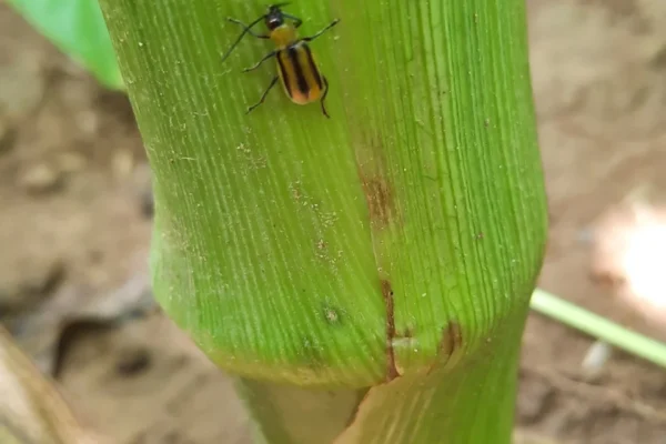 reseau-astria-alsace_protection-des-plantes_04 reseau-astria-alsace_protection-des-plantes_04