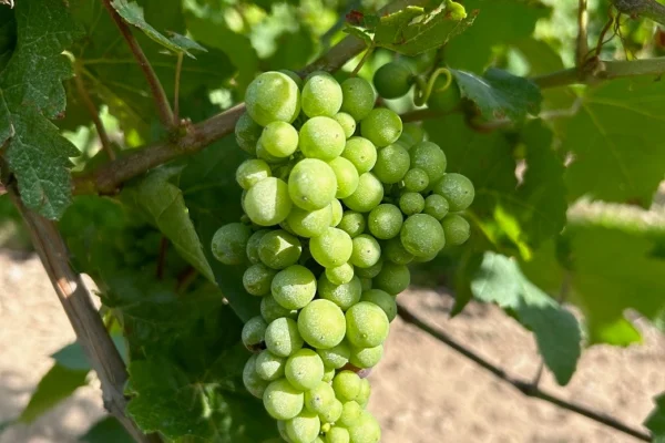 reseau-astria-alsace_protection-des-plantes_05 reseau-astria-alsace_protection-des-plantes_05