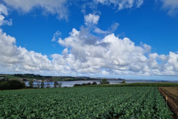 BRETAGNE_fongi chou fleur 2 BRETAGNE_fongi chou fleur 2