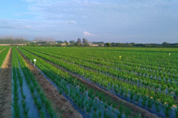 BRETAGNE_fongi oignons BRETAGNE_fongi oignons