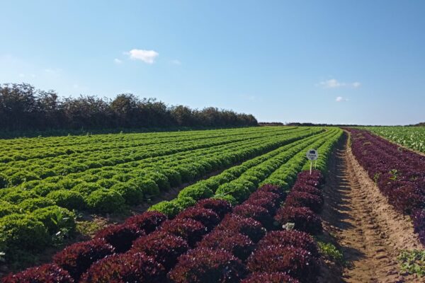 BRETAGNE_fongi salade 1 BRETAGNE_fongi salade 1