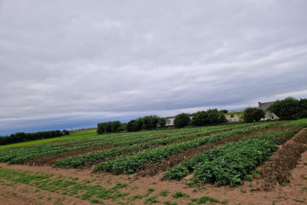 BRETAGNE_mildiou pdt 2 BRETAGNE_mildiou pdt 2