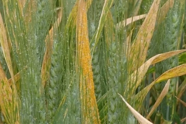 BRETAGNE_rouille jaune bth 1 BRETAGNE_rouille jaune bth 1