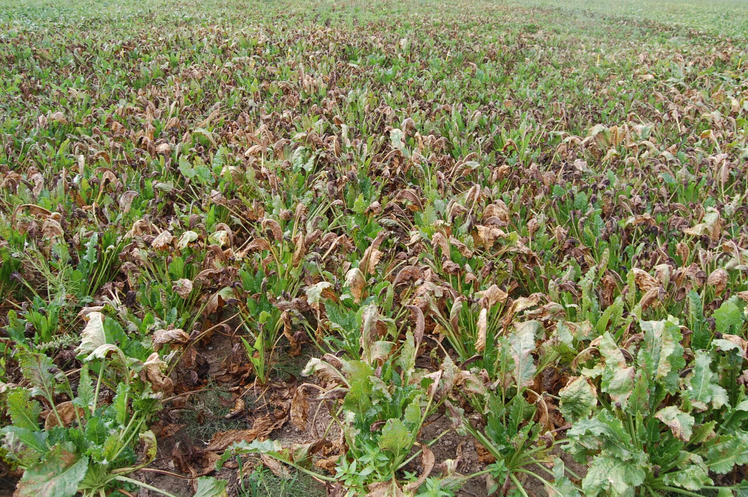 Cercosporiose betteraves