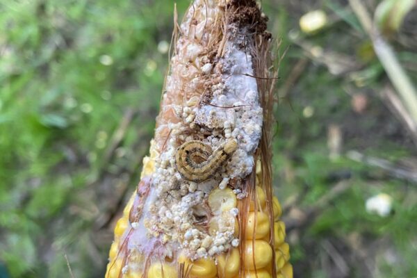 HELIOTIS SUR MAIS2 HELIOTIS SUR MAIS2