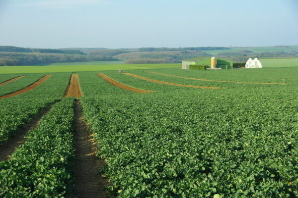 IMGP2191 Colza IMGP2191 Colza