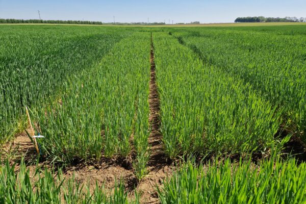 NUTRITION_Ferti blé NUTRITION_Ferti blé