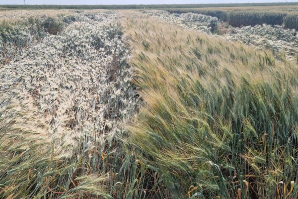 NUTRITION_ferti blé 2 NUTRITION_ferti blé 2