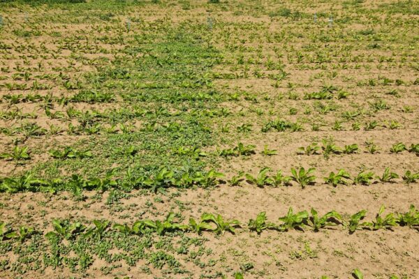 PP_Herbi betteraves PP_Herbi betteraves