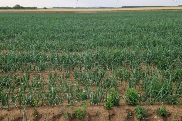 PP_Herbi oignons PP_Herbi oignons