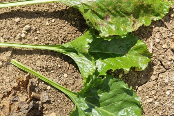 PP_Maladie betteraves PP_Maladie betteraves