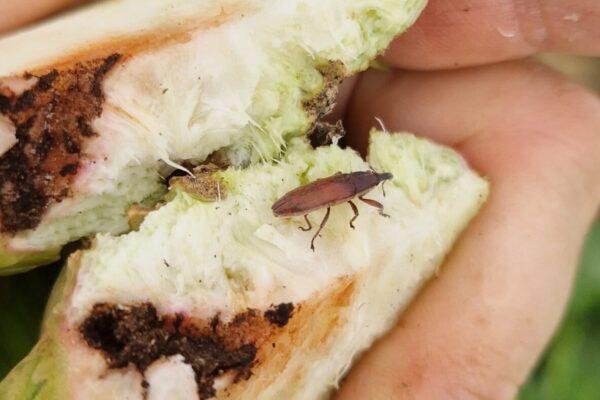 PP_charançon betteraves PP_charançon betteraves