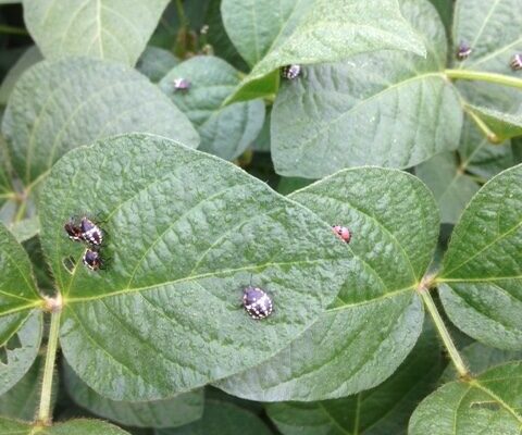 Punaise du soja Punaise du soja