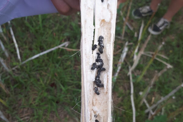 Sclerotinia colza Sclerotinia colza