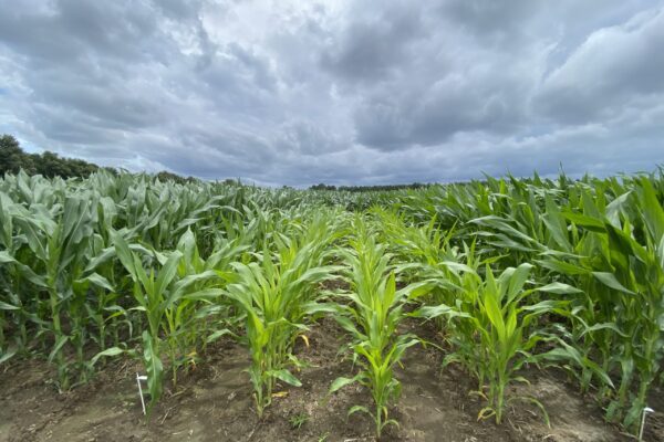 Sud Garonne_Nutrition Plantes_Maïs 1 Sud Garonne_Nutrition Plantes_Maïs 1