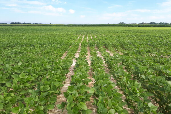 Sud Garonne_Nutrition plantes_Soja Sud Garonne_Nutrition plantes_Soja