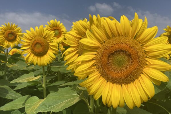 Sud Garonne_Nutrition plantes_tournesol Sud Garonne_Nutrition plantes_tournesol