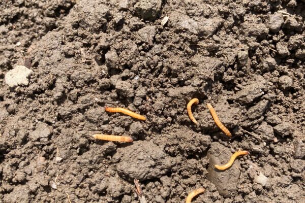 Sud Garonne_Protection_taupins Sud Garonne_Protection_taupins