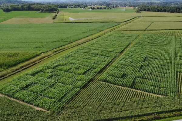 Sud Garonne_essai variété SORGHO Sud Garonne_essai variété SORGHO