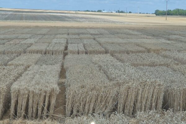 VARIETE_blé VARIETE_blé