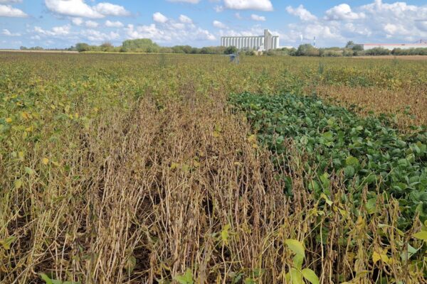 VARIETE_soja VARIETE_soja