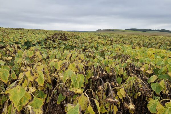 VARIETE_tournesol VARIETE_tournesol