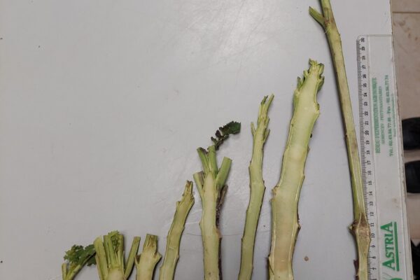 Variété colza élongation Variété colza élongation