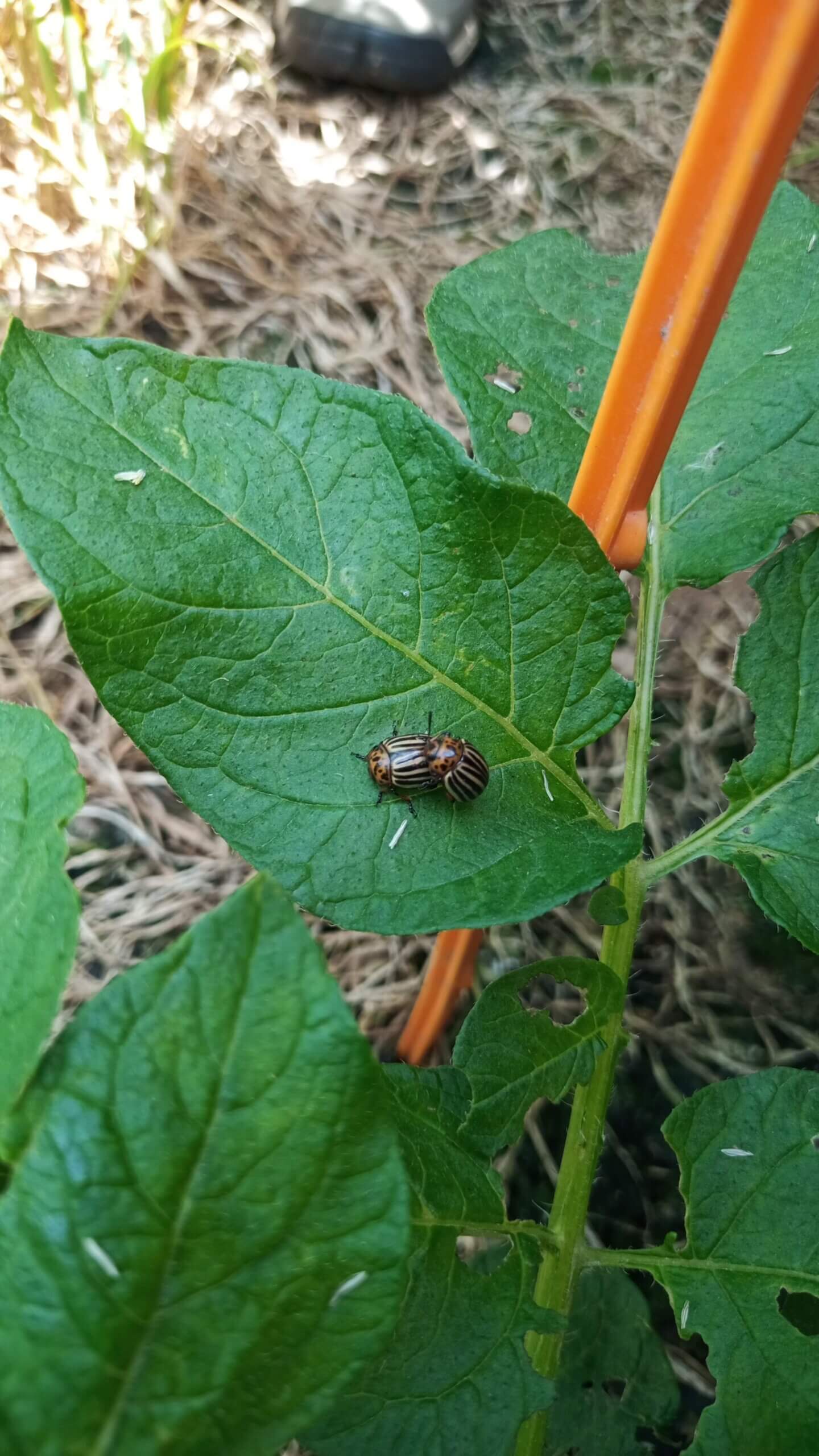 Doriphores bretons sur pommes de terre