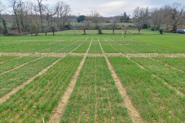essai variété blé essai variété blé