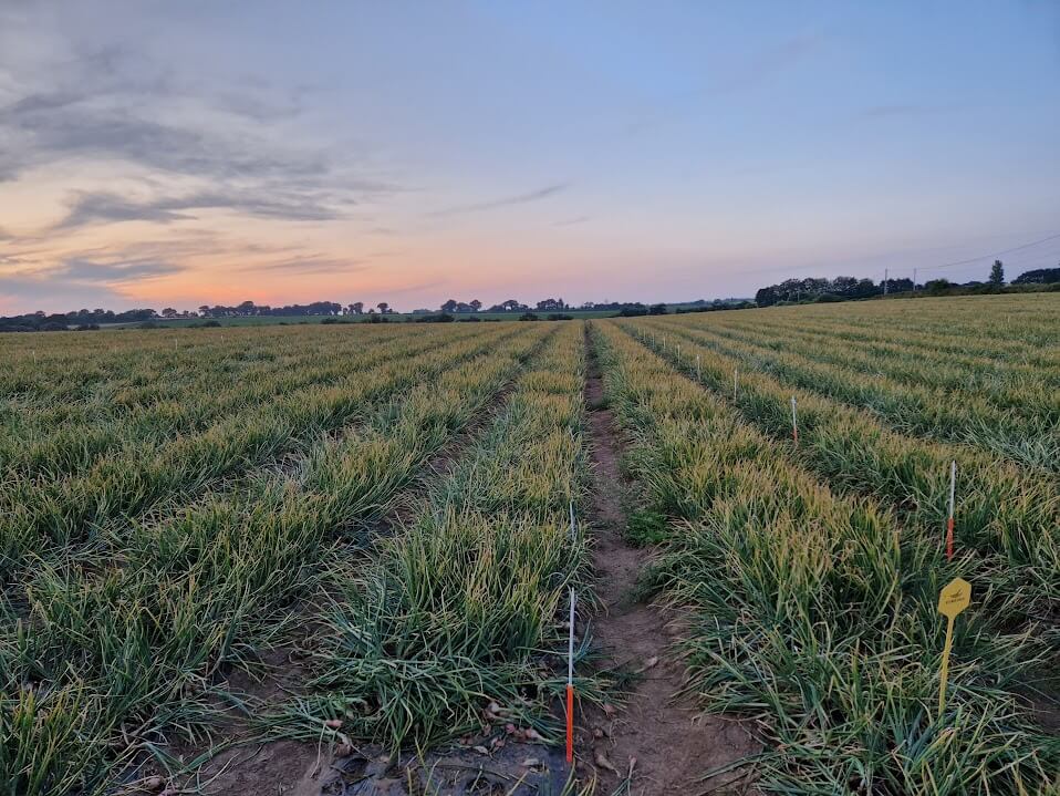 Fongicide sur oignons