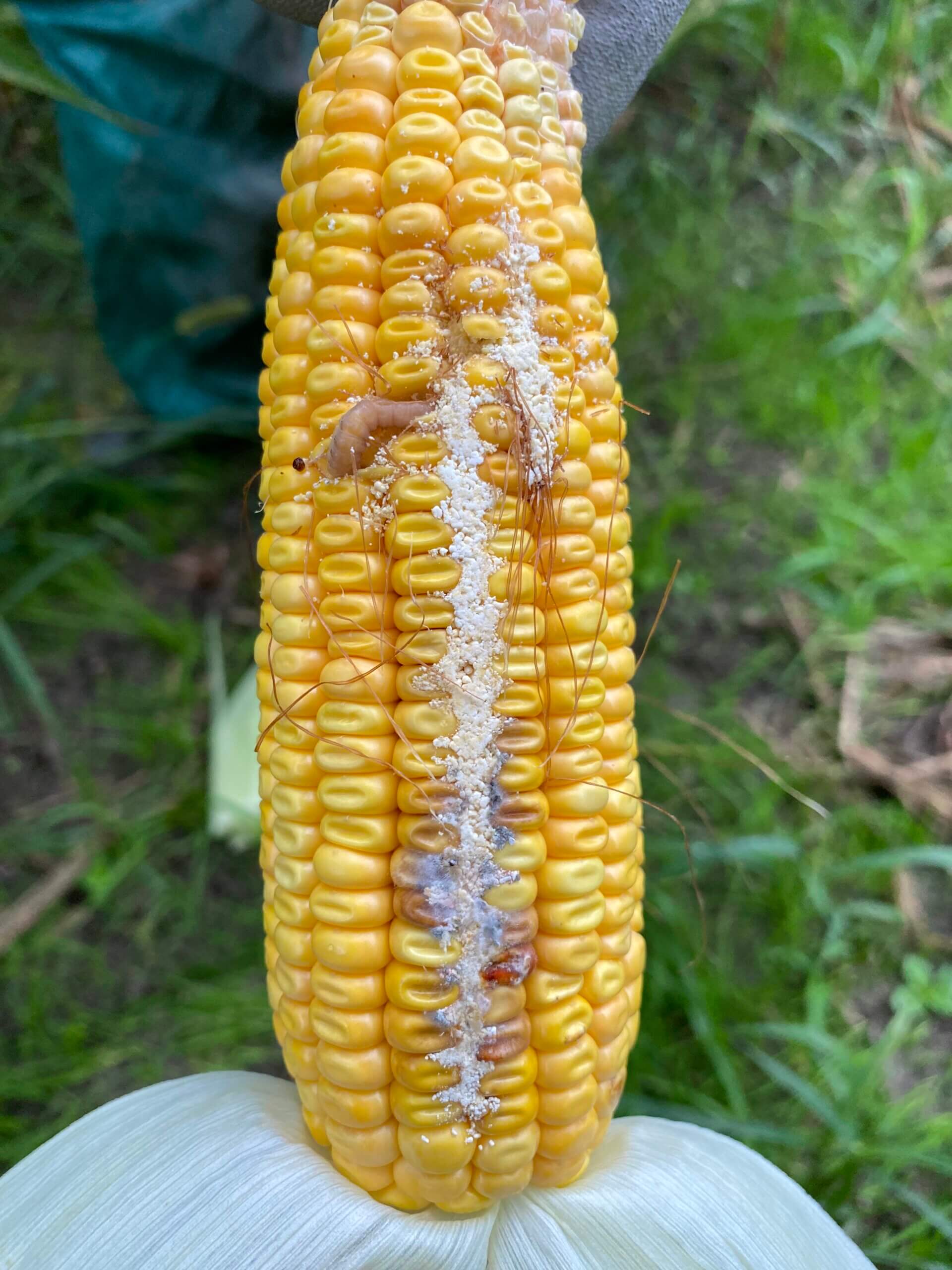 Insecte sesamie sur maïs