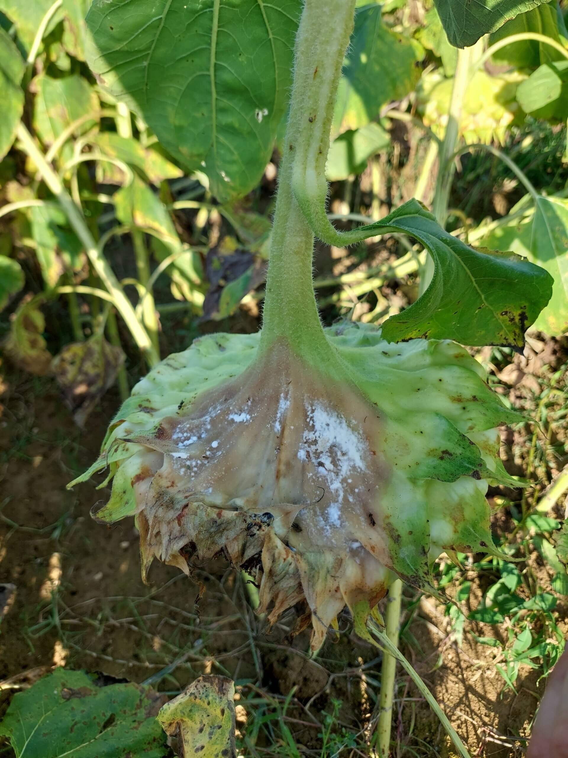 Sclérotinia sur tournesol