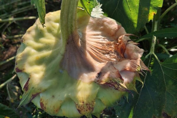 sclérotinia sur tournesol 2 sclérotinia sur tournesol 2