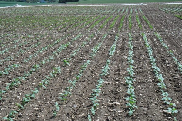 tournesol 2 tournesol 2