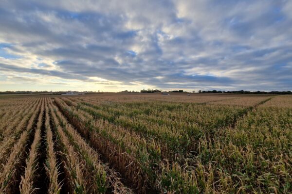 NUTRITION_ferti maïs NUTRITION_ferti maïs