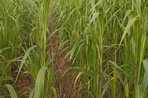 Nord_aquitaine_Interculture Sorgho biomasse Nord_aquitaine_Interculture Sorgho biomasse