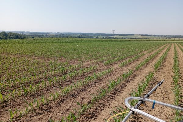 Nord_aquitaine_biostimulant maïs Nord_aquitaine_biostimulant maïs