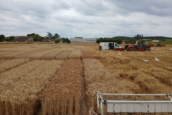 Nord_aquitaine_chantier récolte essais blé Nord_aquitaine_chantier récolte essais blé