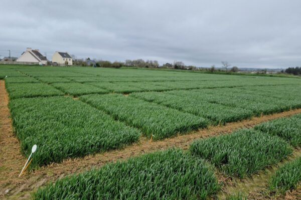 PROTECTION_fongi blé tendre1 PROTECTION_fongi blé tendre1