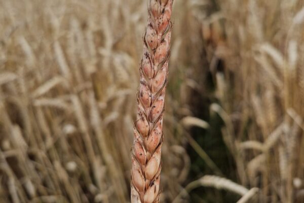 PROTECTION_fusa blé PROTECTION_fusa blé