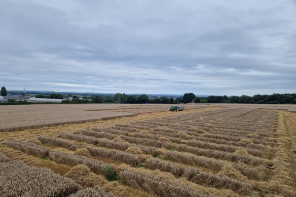 VARIETE_récolte céréales VARIETE_récolte céréales